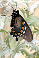 Best of Butterfly Pavilion