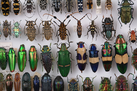 ct_insectr1_beetlecollection_DSC8788
