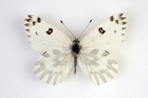 ct_specimens580_white-DSC01536