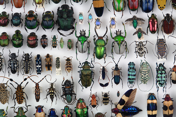 ct_insectr1_beetlecollection_DSC8776