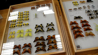 Cal-Poly Insect Fair - 2014