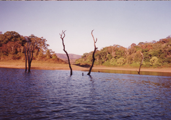 india_treesinwater