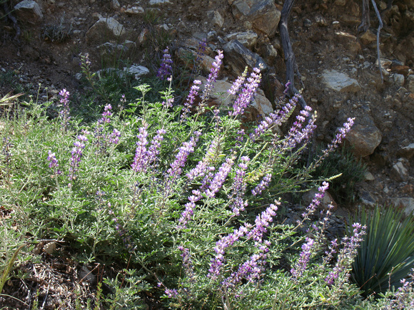 stock_pergsearch_lupine-DSC06690